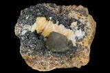 Cerussite Crystals with Bladed Barite on Galena - Morocco #98724-2